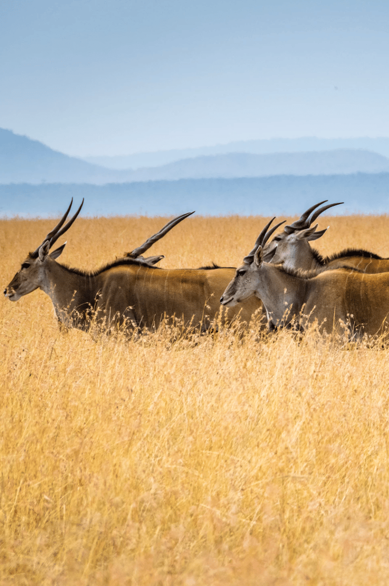eland du cap animal sauvage planète sauvage zoo parc animalier - blog clemaroundthecorner