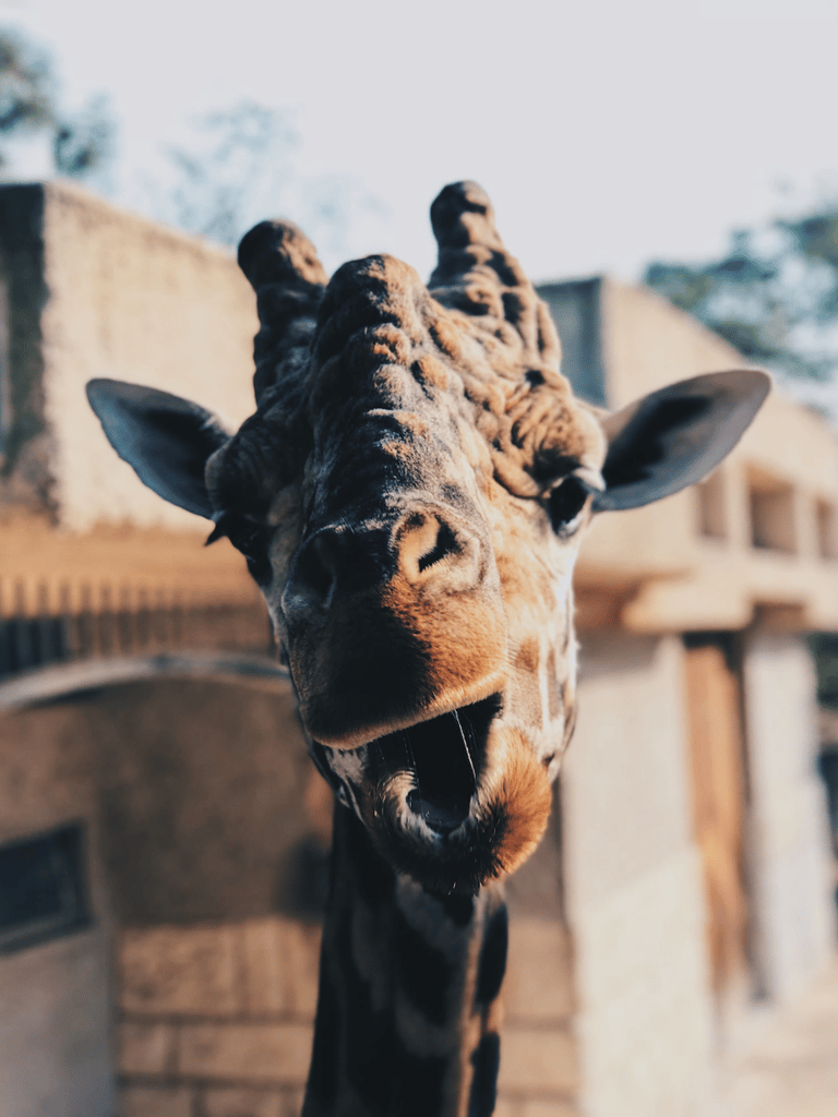 Planète sauvage zoo dormir dans la savane - blog déco - clemroundthecorner