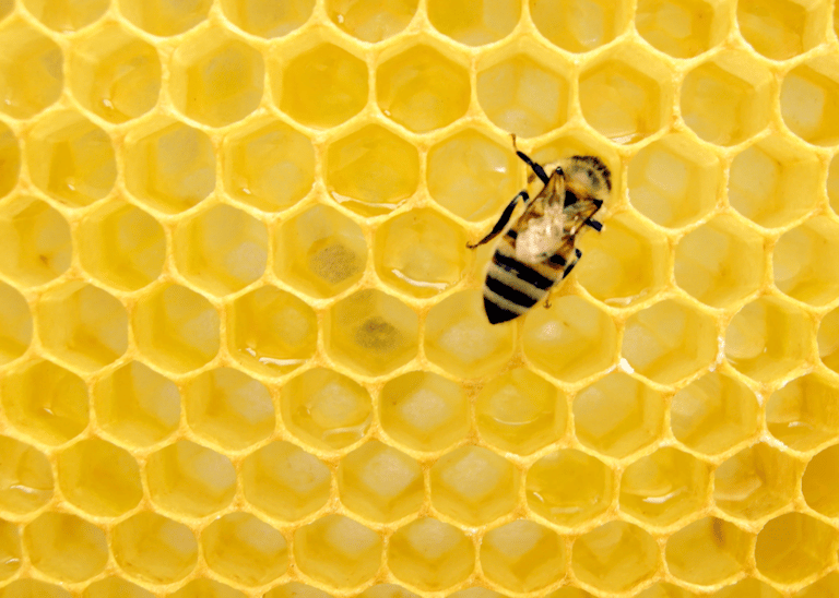 avoir une ruche chez soi sauver les abeilles ruche - blog déco - clemaroundthecorner