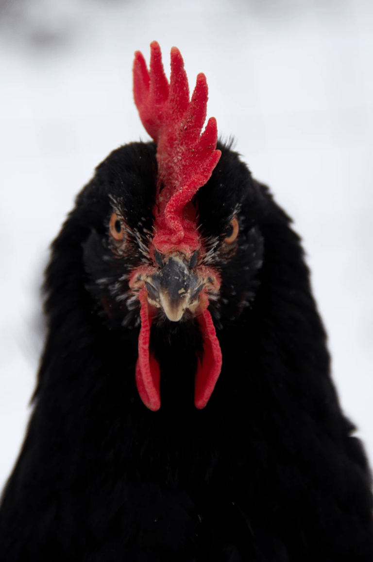 poule noire de janzé pour lutter contre le frelon asiatique sauver les abeilles clematc