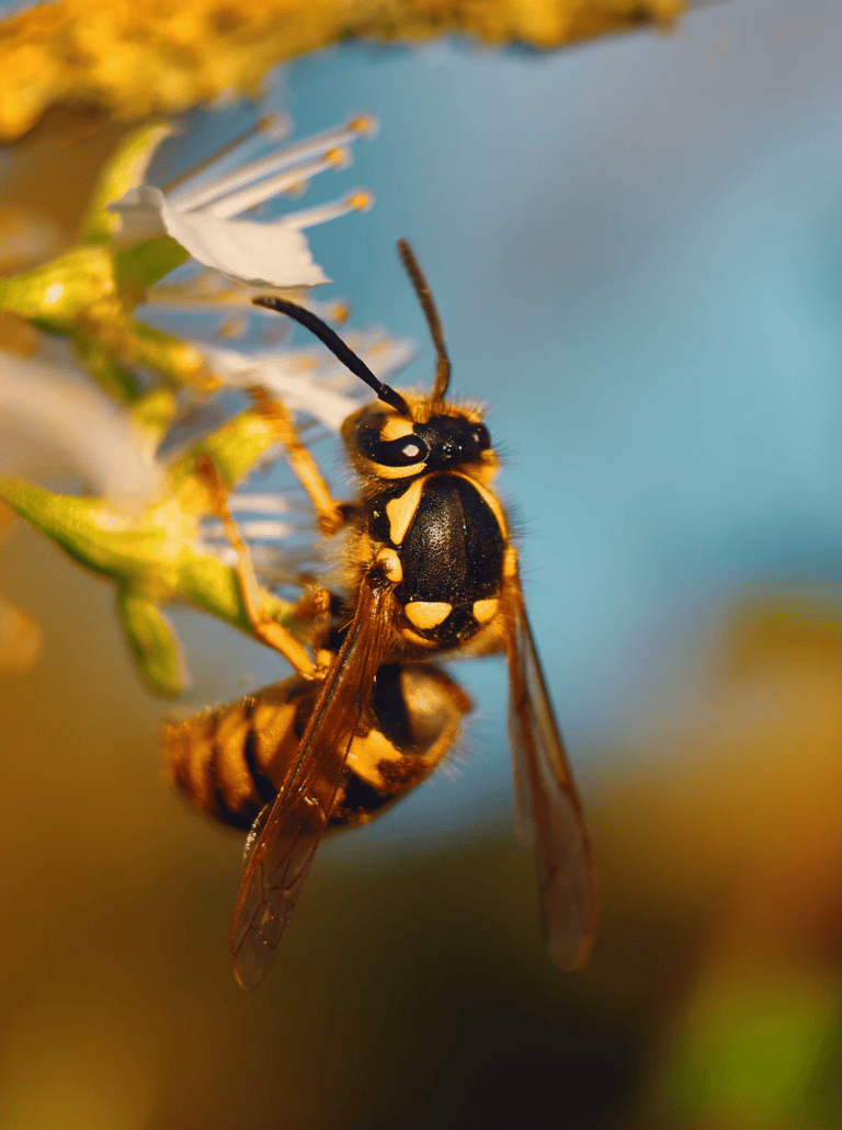 Guêpe insecte auxiliaire jardin bio - blog déco - clematc