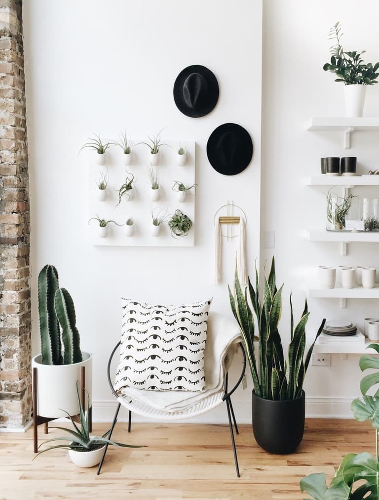 déco salon blanc épuré nature plante grasse