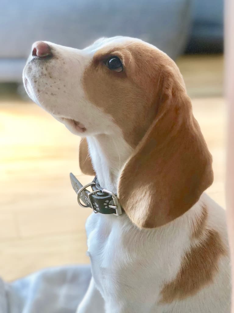 chiot beagle citron lemon bicolore éducation équipement maison cage niche belle gamelle glouton