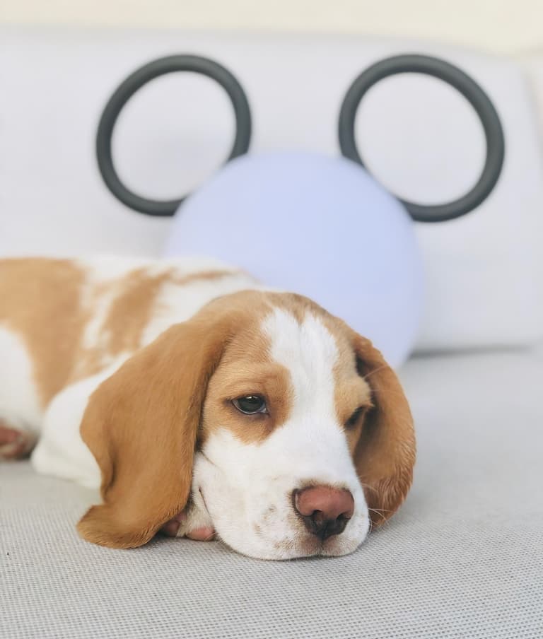 chiot beagle conseil 3 mois éducation alimentation mange vite