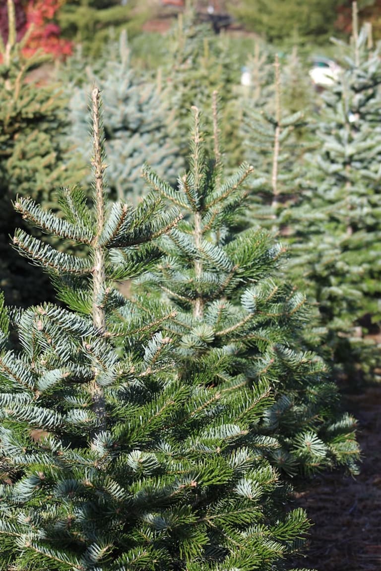 arbre de noël naturel fêtes de fin d année - blog déco - clemaroundthecorner