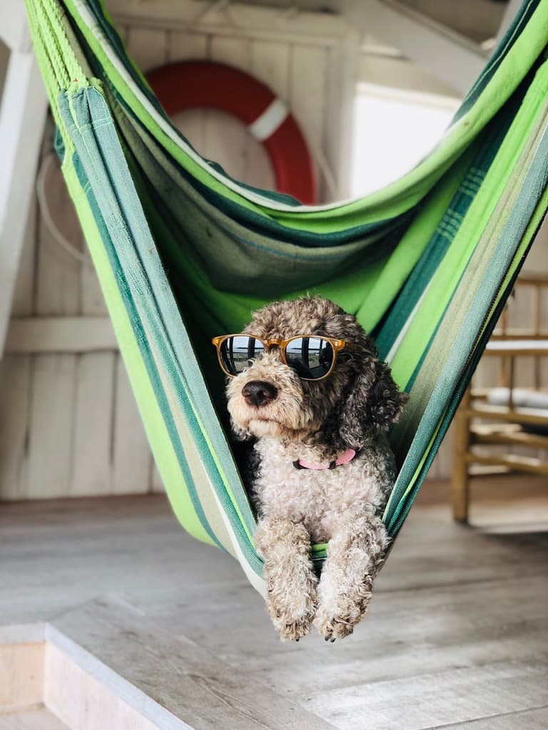 hamac intérieur chien déco intérieur - clemaroundthecorner