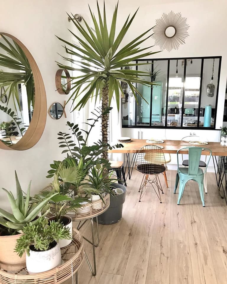 Séjour avec parquet en bois, plantes vertes et chaises dépareillées