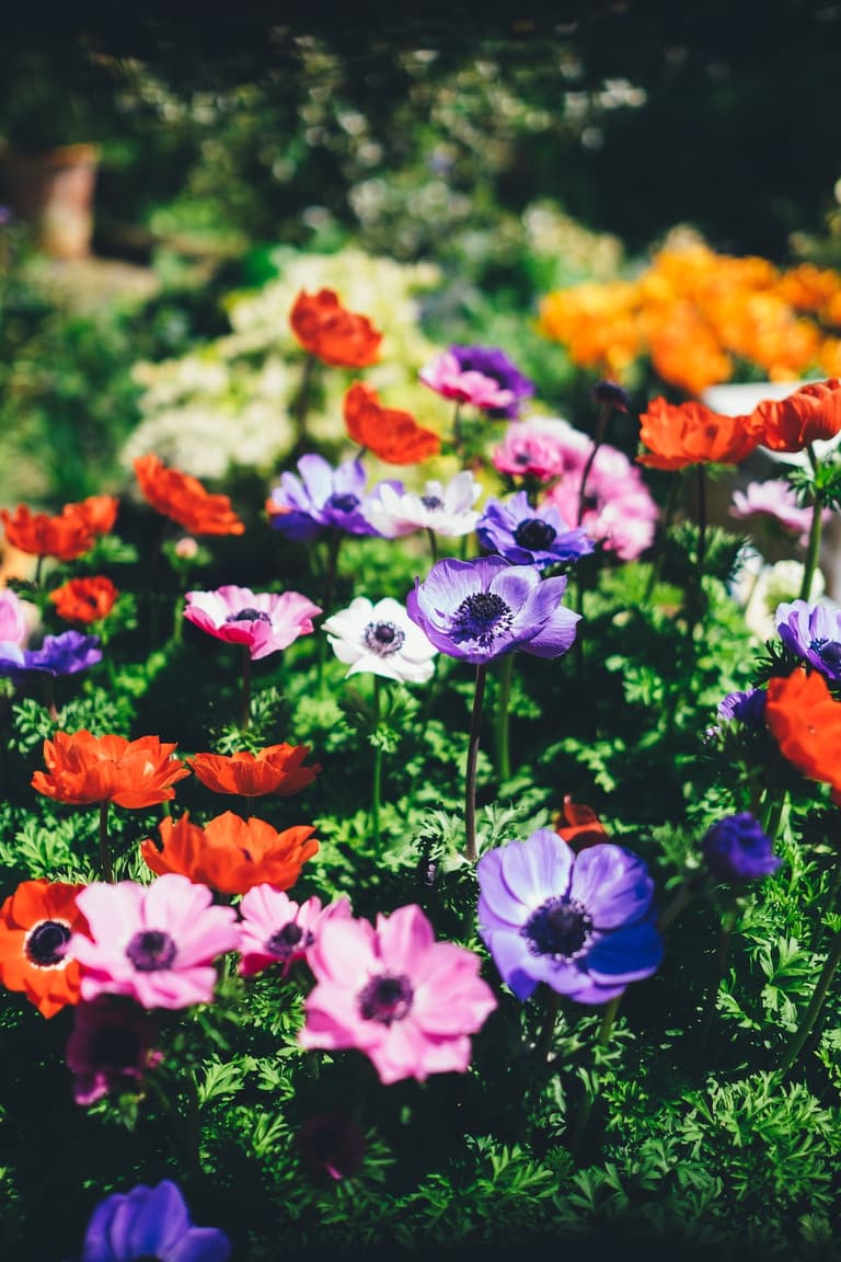 Aménager un jardin à l'anglaise fleur buisson violet rose rouge anémone