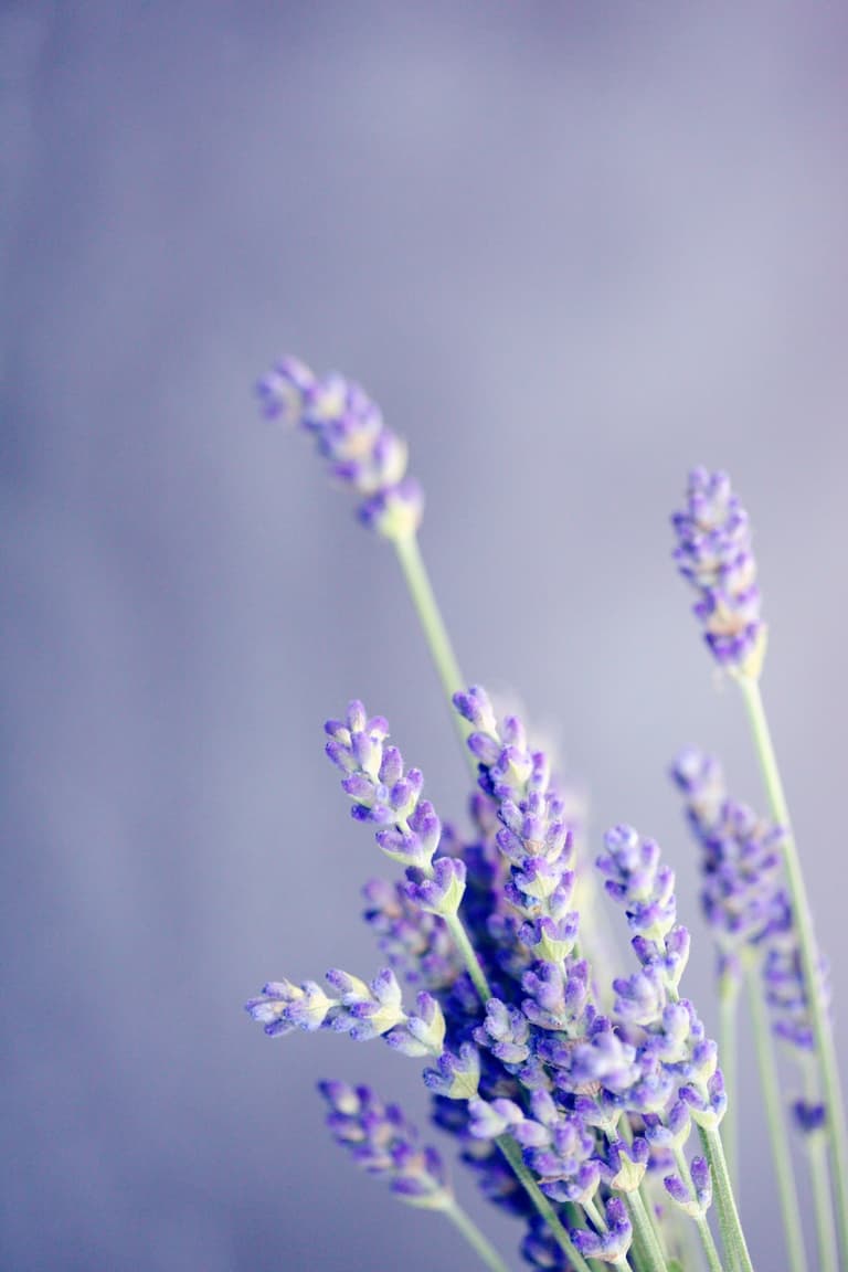 bouquet de lavande branche violette mauve