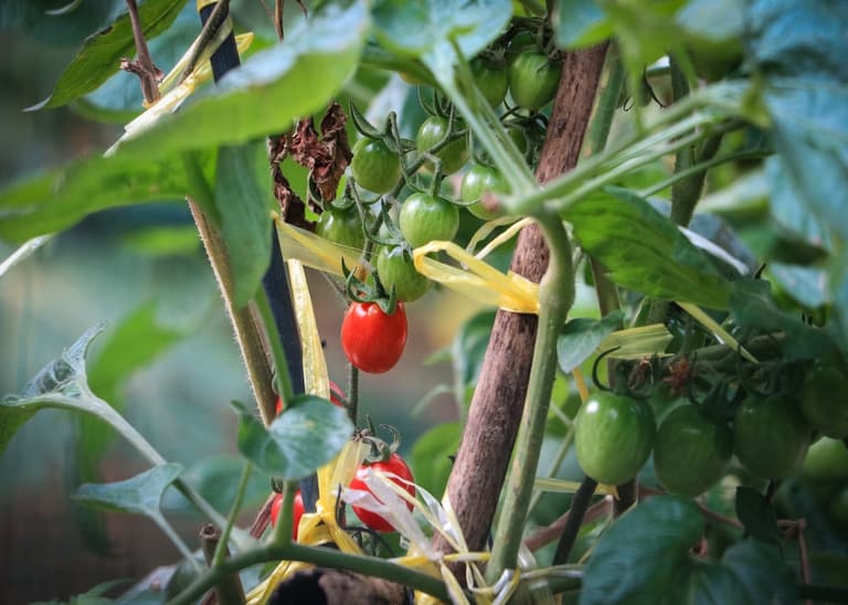 potager intérieur tomate cerise - blog déco - clematc