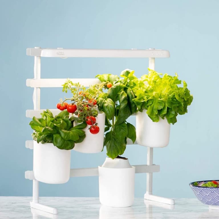 prêt à pousser tomate cerise menthe cuisine potager jardin - blog déco -clematc
