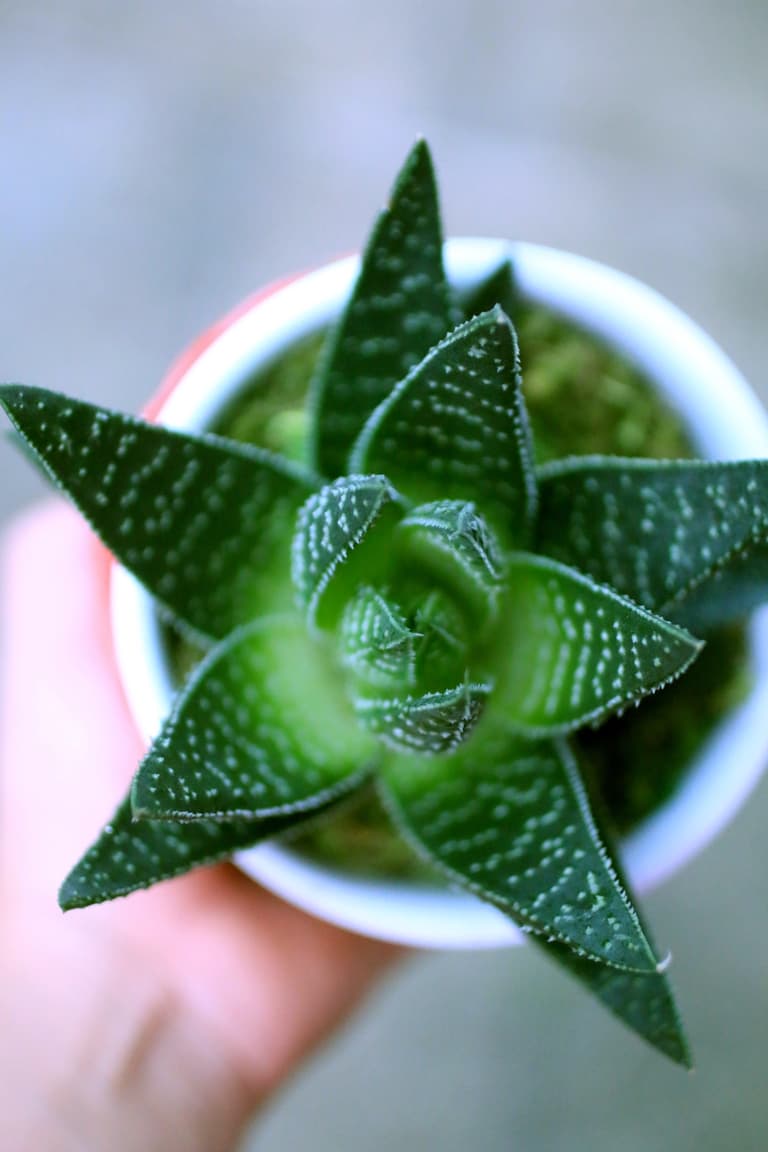 vertus bienfaits aloe vera plante verte exotique clematc