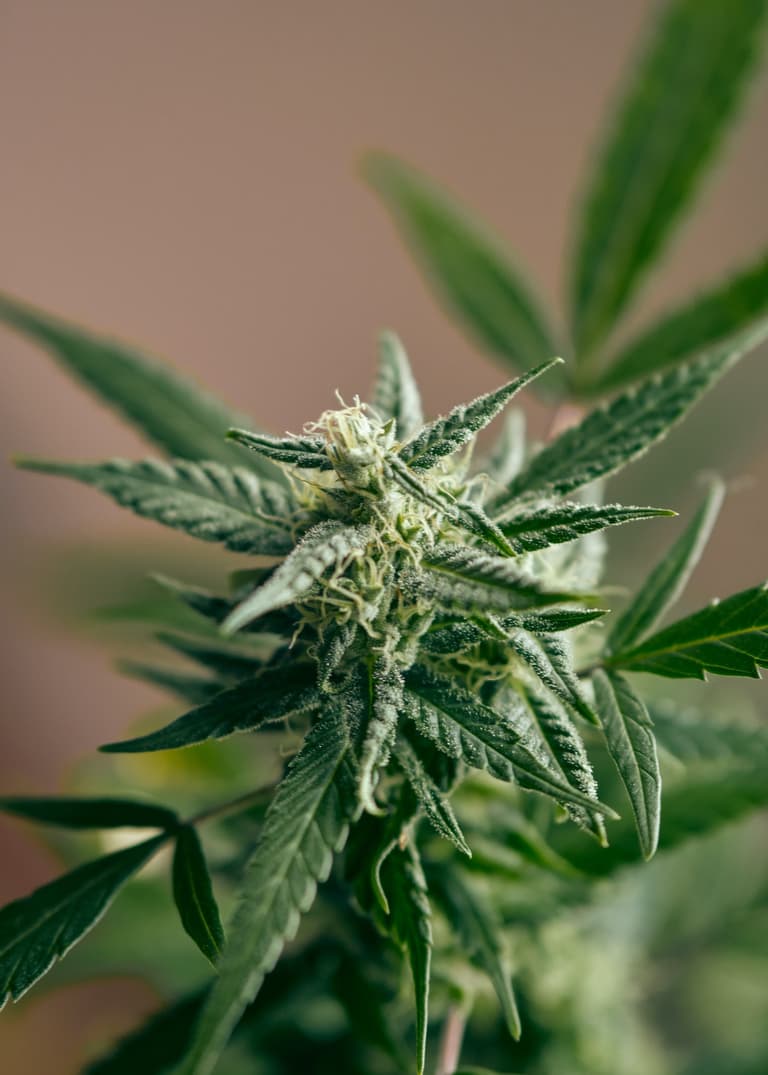 plante verte chanvre Québec blog déco