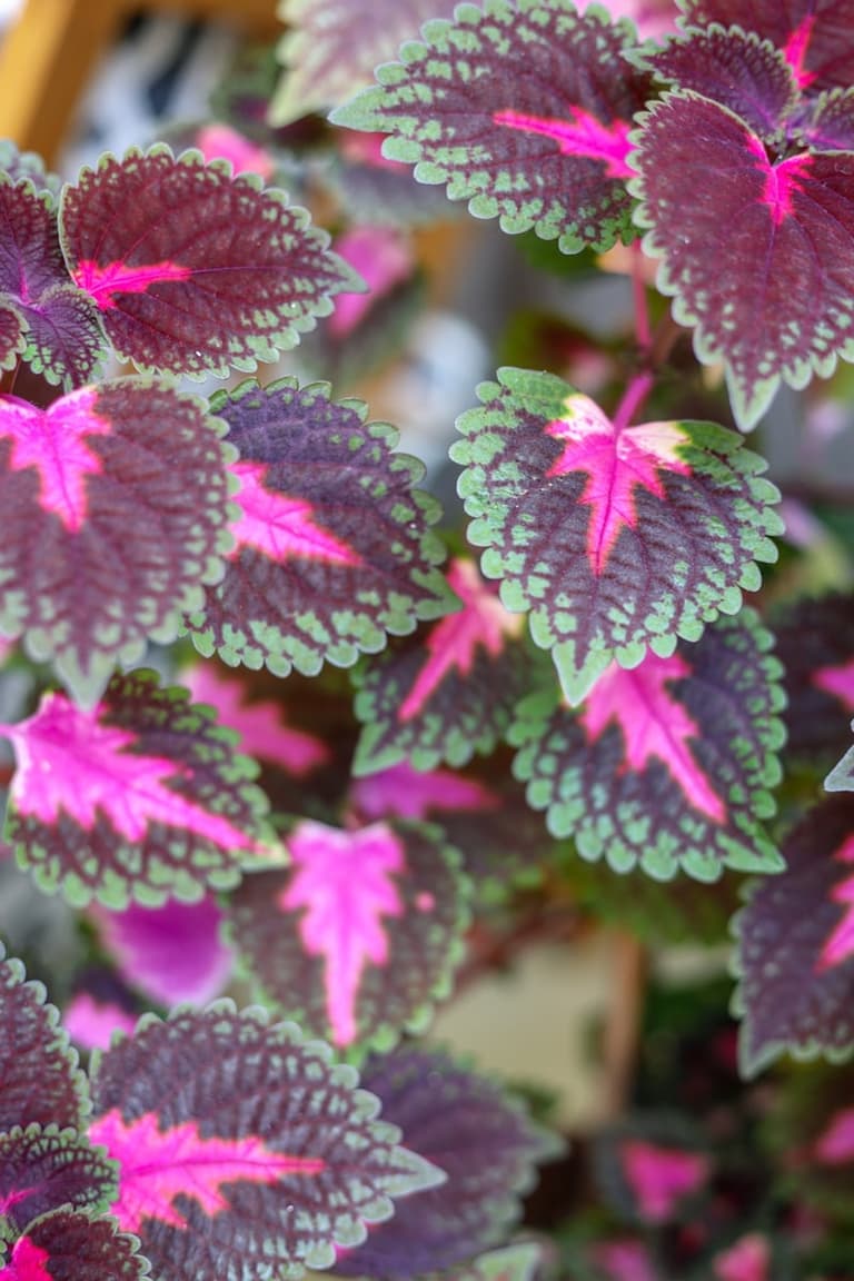 coléus feuille colorée rose vert que planter en mars - blog déco - clematc