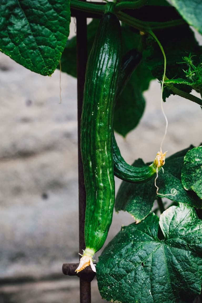 Semis de concombre et de cucurbitacées au potager