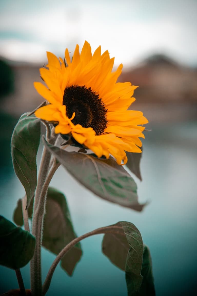 Tournesol en fleurs dans un jardin au printemps