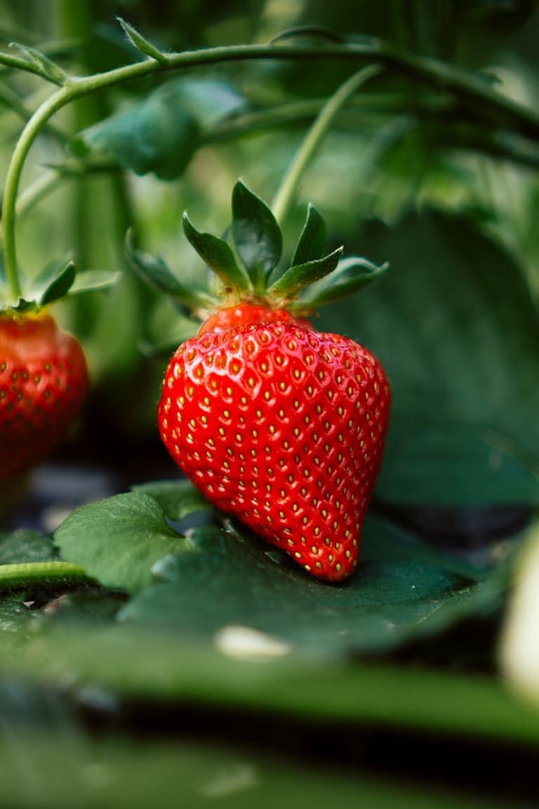 Fraises et feuilles de fraisier dans un jardin au printemps