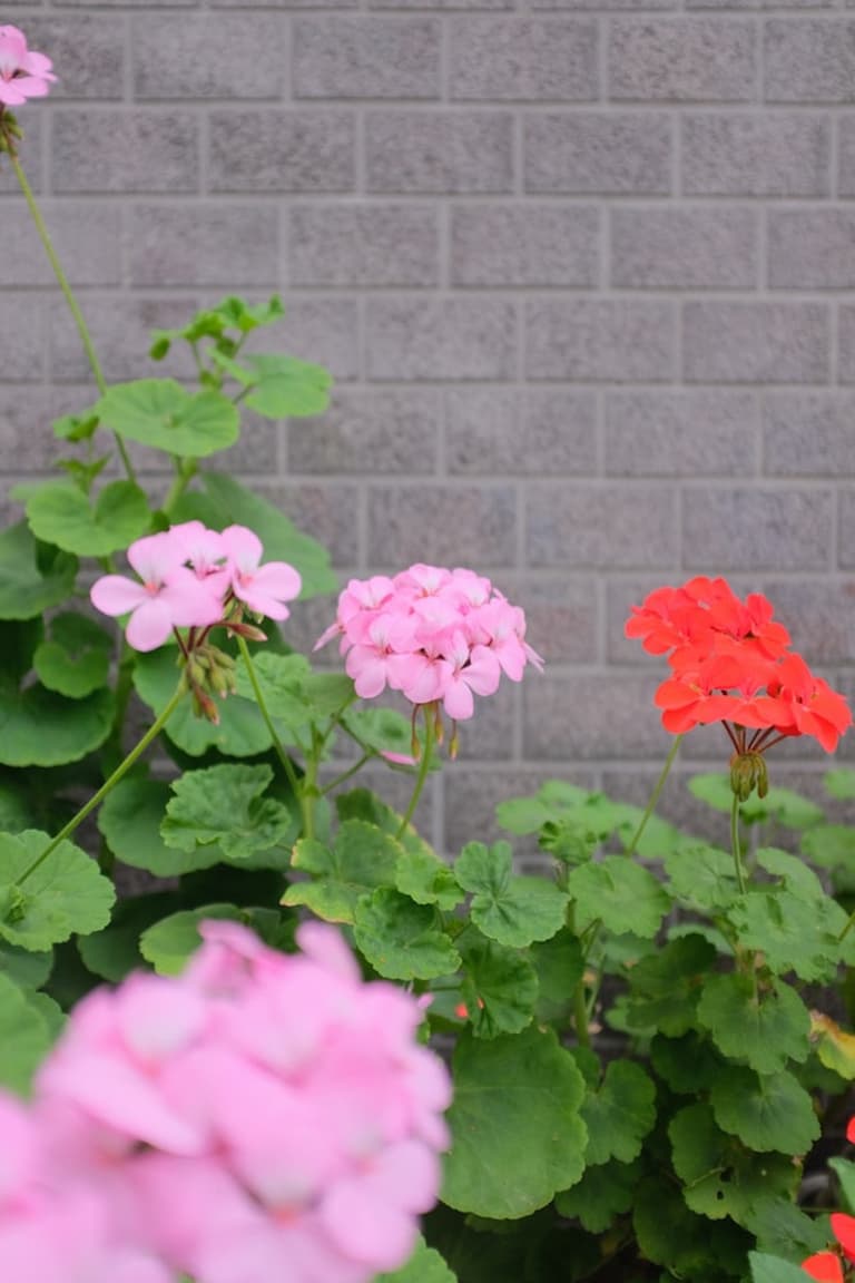 géranium plante colorée rose rouge feuille verte - blog déco - clemaroundthecorner