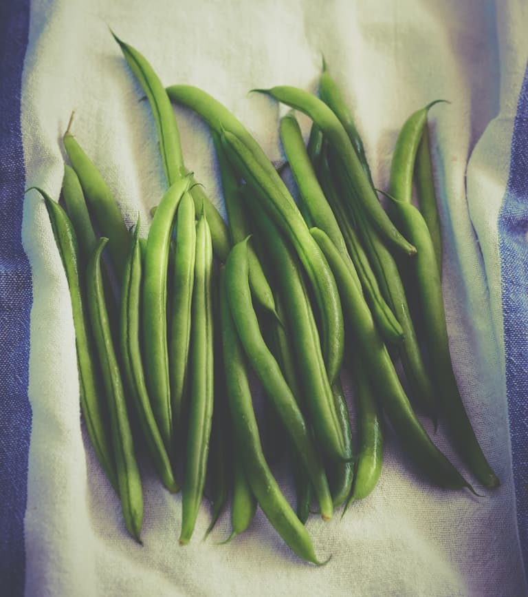 Jeunes haricots verts dans un potager au printemps