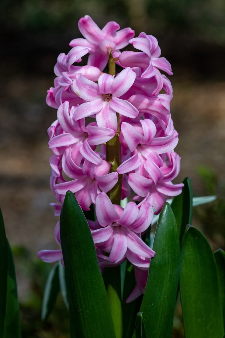 fleur montante à faire pousser terrasse colorée