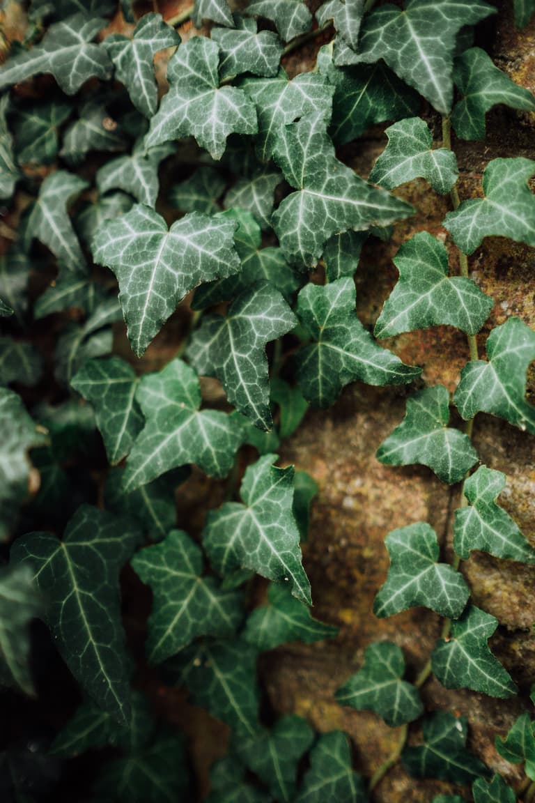lierre grimpant façade maison plante détoxifiante purifiante