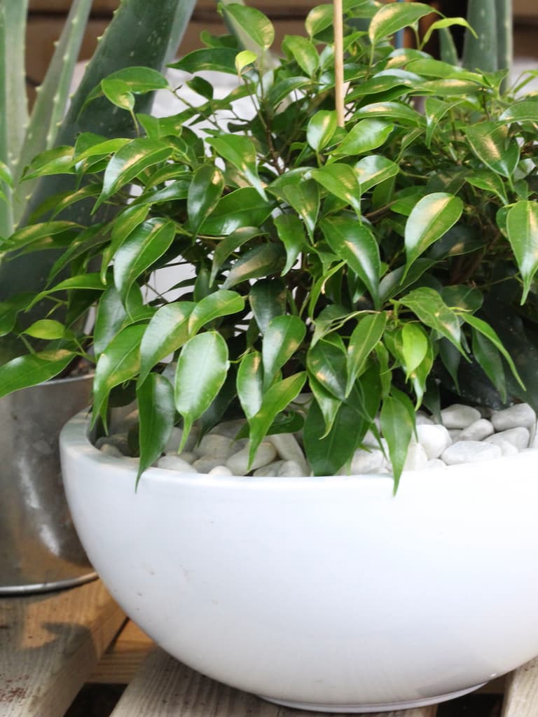 plante extérieure pot rond ovale bas petit cailloux blanc