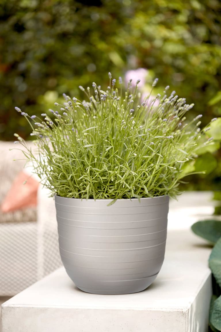 pot plante motif anneau disque circulaire gris