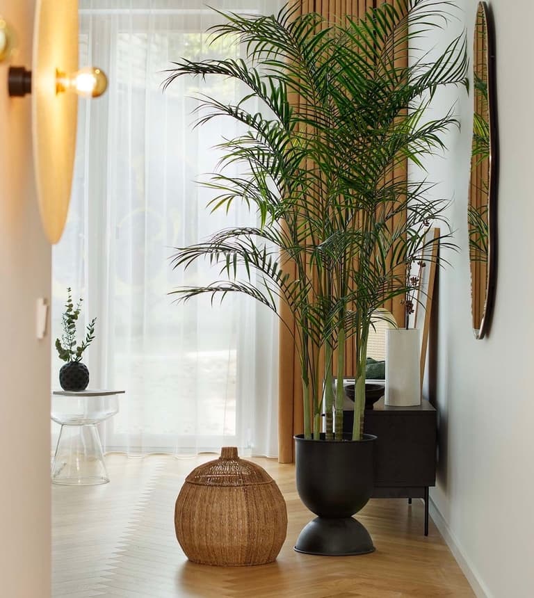 Petite entrée avec rangements blancs, miroir et plante
