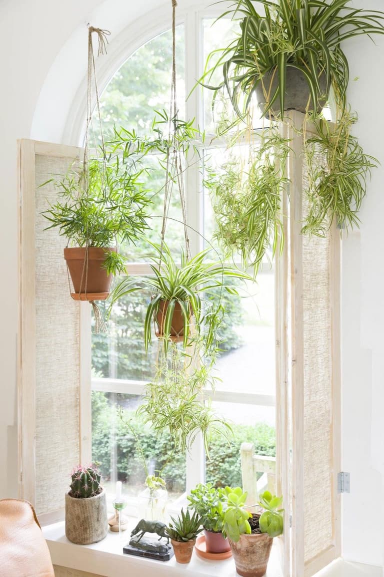 deco intérieure plante verte pot suspendu deco lumineuse