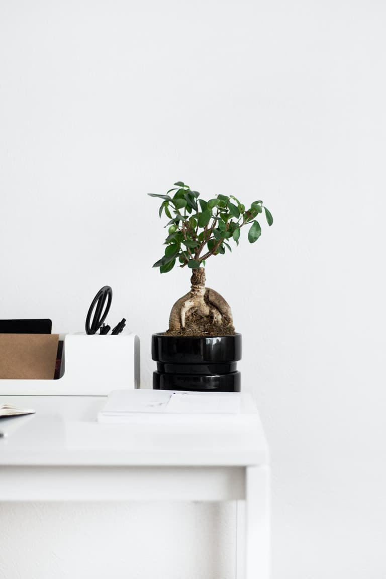 bureau total look blanc table pot noir plante verte