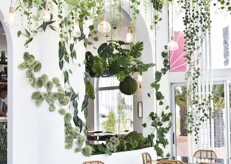 deco interieure plante grimpante interieur lumineux vegetal