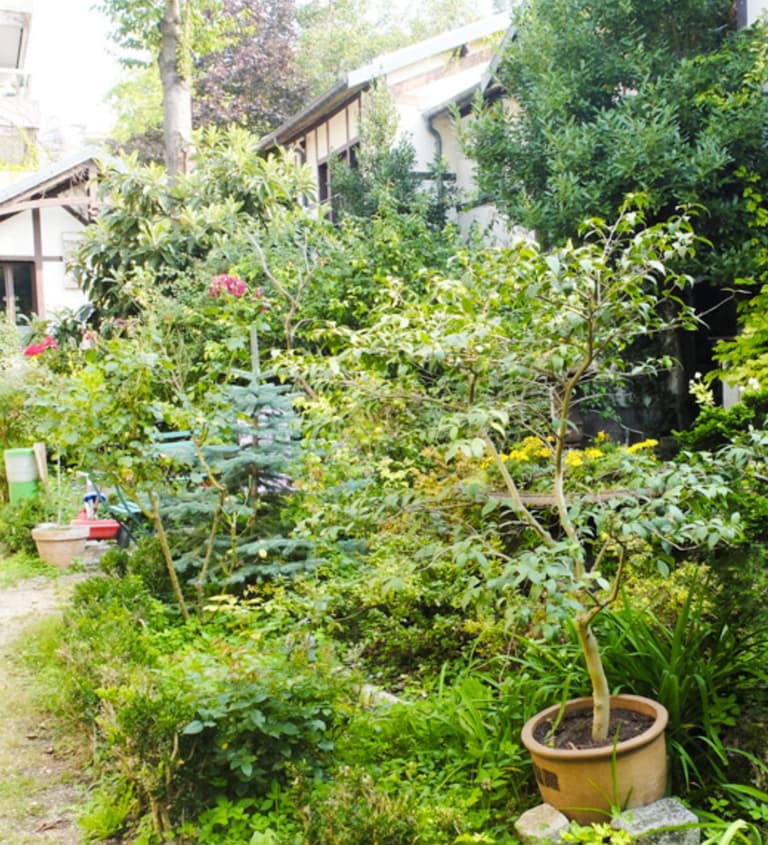 jardin fleuri plante verte buisson fleurs