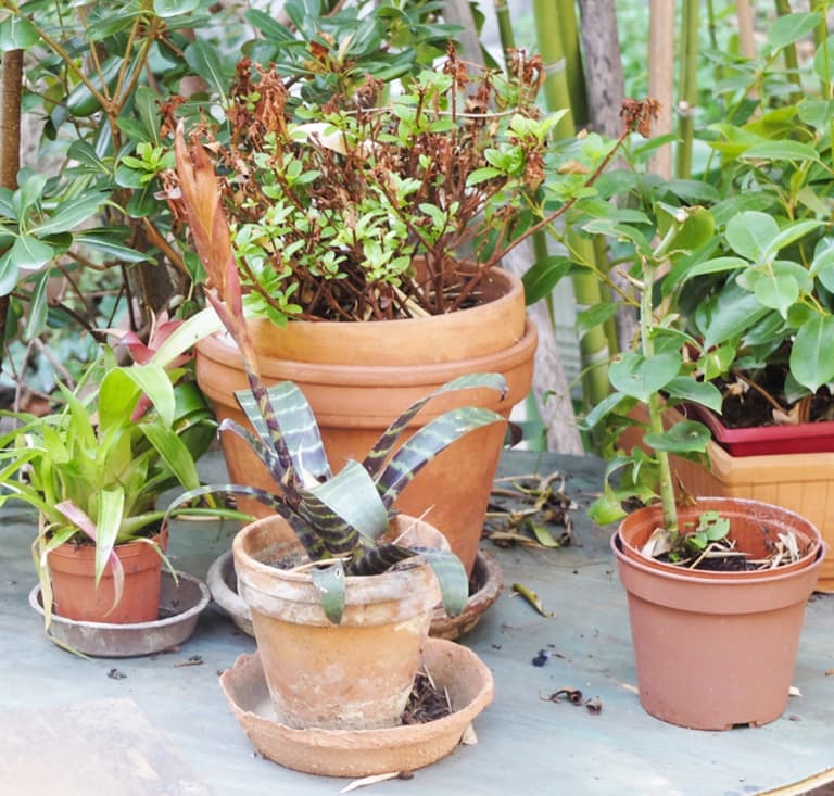 plante verte pot terre cuite marron coupelle exterieur