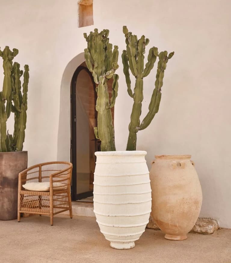 pot terre cuite blanc marron plante exotique deco exterieure