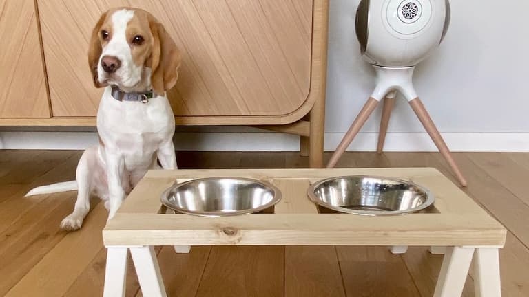 Pomme, un beagle, assise derrière un porte-gamelle en bois avec deux écuelles en inox et des pieds blancs
