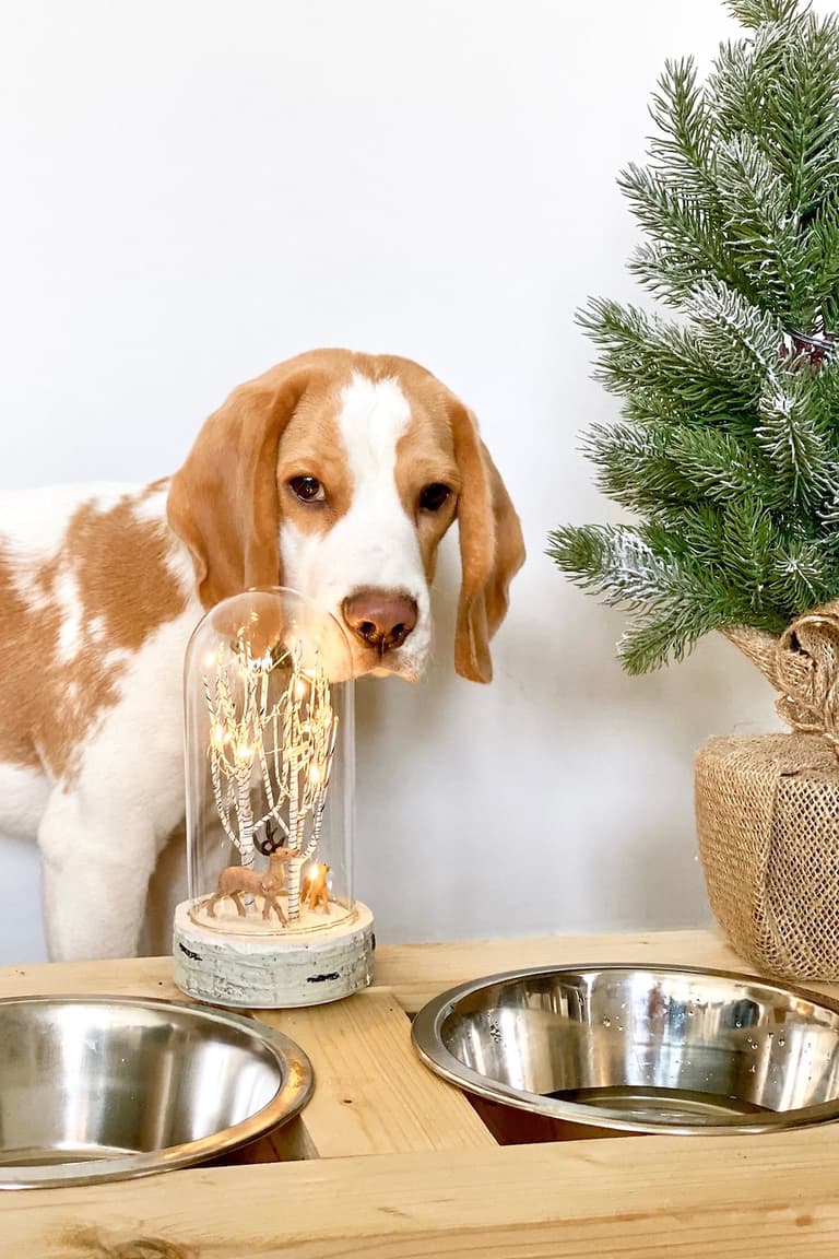 Pomme, un jeune beagle, derrière son porte-gamelle en bois décoré de deux lampes et de petits sapins