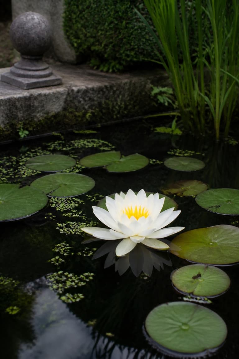 Nénuphar blanc en fleurs au milieu de feuilles flottantes dans un bassin de jardin