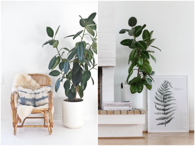 intérieur scandinave cheminée plante choisir sa plante d'intérieur