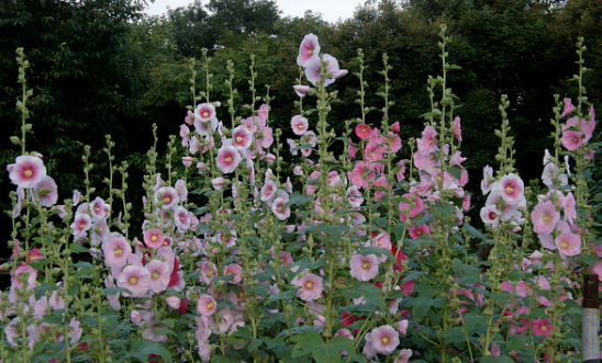 comment créer un jardin à l’anglaise chez soi