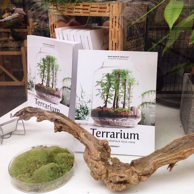 terrarium livre mini jardin serre diy comment réussir son mini arbre