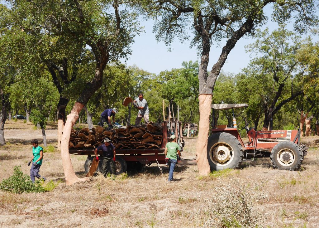 de la récolte au sol en liège reportage déco
