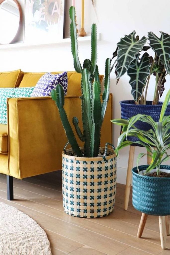 jaune moutarde velours canapé salon cactus plantes verte ficus urban jungle