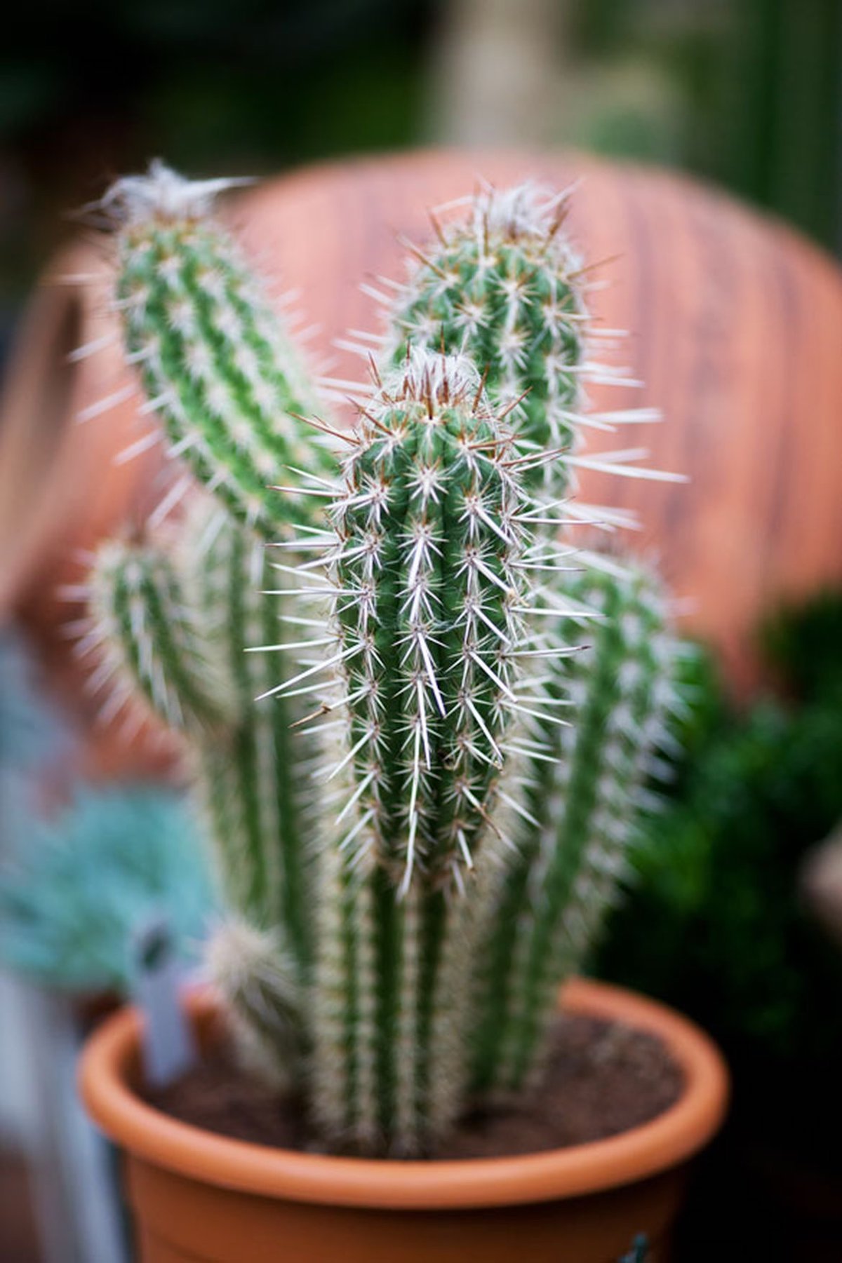 plantes balcon exposition sud cactus - blog déco - clem around the corner