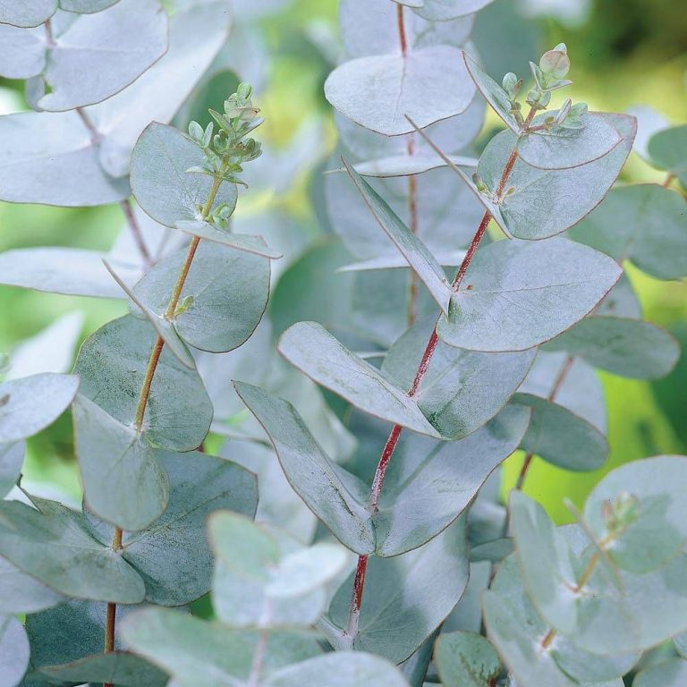 plantes balcon exposition sud eucalyptus gunnii - blog déco - clem around the corner