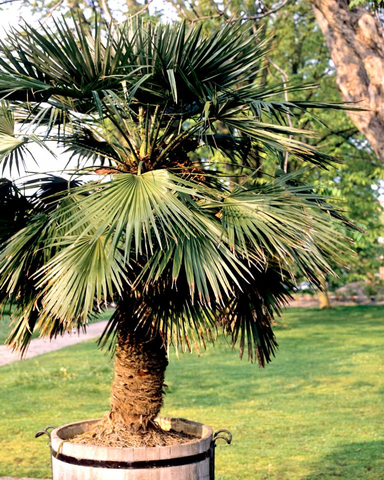 plantes balcon exposition sud palmier chanvre - blog déco - clem around the corner