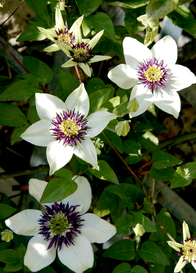 plante balcon ouest clématite blanche violette feuille - blog déco - clem around the corner