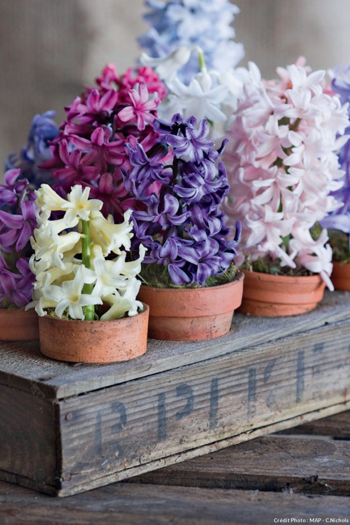 plante balcon ouest jacinthe pot fleurs bois terrasse - blog déco - clem around the corner