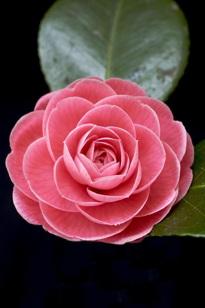 plante balcon ouest camélia rose fleurs feuille - blog déco - clem around the corner