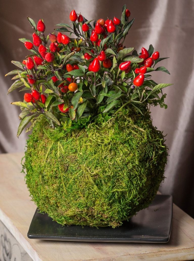 comment faire un kokedama plante originale rouge mousse plat noir - blog déco - clem around the corner