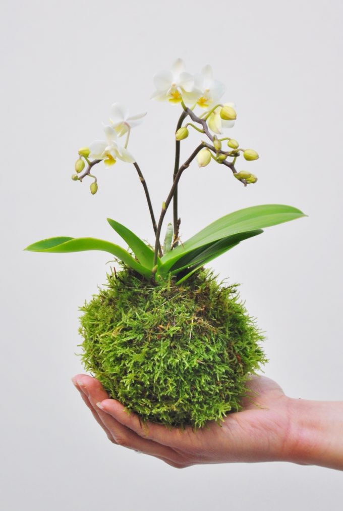 comment faire un kokedama orchidée fleurs composition végétale - blog déco - clem around the corner